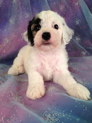 Male Cockapoo Puppy for sale #4 Born June 10th, 2013 Ready August 2013|Professional Cockapoo Breeder who is easy to pick up from if you are in Illinois, Minnesota, Iowa, and Wisconsin